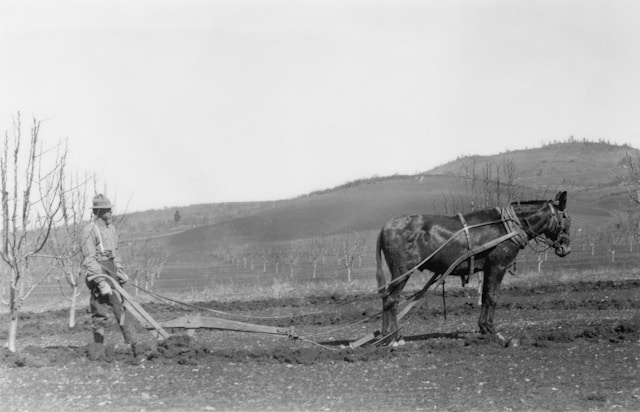 La biographie des attelages de charrue illustre l'héritage ancestral de nos campagnes et la relation entre l'homme et l'animal.